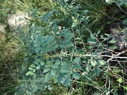 Image result for Indigofera roseo-caerulea
