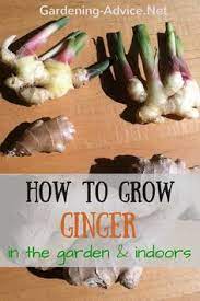 How To Grow Ginger In 4 Easy Steps Growing Ginger Growing Ginger Indoors Indoor Vegetable Gardening
