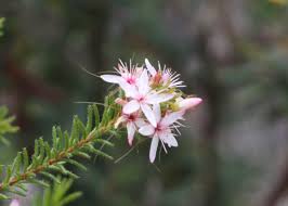 Image result for Tetragonia calycina