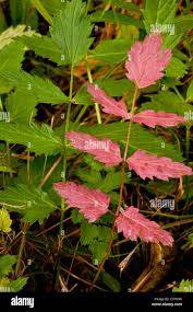 Image result for Pimpinella ledermannii