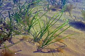 Image result for Zosteraceae