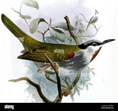 Image result for Eminia antennulifera