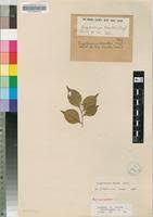 Image result for Cryptocarya woodii