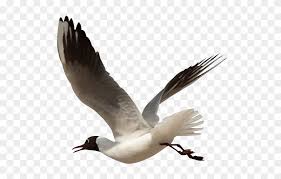 Ocean Birds Transparent Png Bird In Beach Clipart Png Download 600x600 1822785 Pngfind Shop vintage marine birds, seagulls flying over ocean tie created by yesterdaycafe. ocean birds transparent png bird in