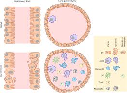 From what you describe i would say apoptosis. The Induction And Consequences Of Influenza A Virus Induced Cell Death Cell Death Disease