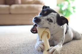 Materials from the lungs can be any of the following colours: Dog Vomiting Blood 14 Possible Causes Honest Paws