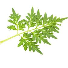 Ulam raja atau nama saintifiknya cosmos caudatus tumbuh meliar dan dijadikan sebagai tanaman hiasan kerana bunganya yang cantik. Benih Ulam Raja 1 Paket Rm3 50 35 Biji Promosi Beli 4 Free 1 Paket Shopee Malaysia