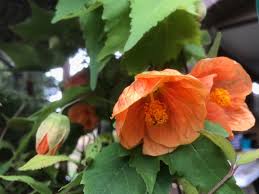 Climbers plants are classified as 'climbers' if they have a vertical orientation and do not. Abutilon X Hybridum Orange Flowering Maple Chinese Lantern Delv From April 2021 Brenlissa Online Nursery