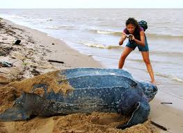 It has a north atlantic ocean coastline in the north and is surrounded by french guiana to the east, brazil to the south and guyana to the west. Reisen Geheimtipp Im Norden Sudamerikas Suriname