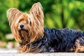 5 Things To Know About Yorkshire Terriers Petful