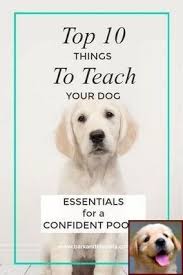 Dog Behavior Rubbing Face And Dog Behavior Chart Dog