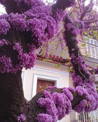 Purple smoke tree blossoms look like puffs of smoke, hence the common name. Unusual Tree With Flowers Growing On Branches Redbud Tree Flowering Trees Plants