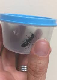 Their pest control pros work on commercial properties. How To Identify Carpenter Ants Signs And Damage In Wisconsin Batzner Pest Control