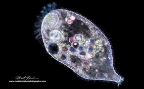 See full list on microscopemaster.com Photographing Stentors A Large Unicellular Ciliate Living In Freshwater The Canadian Nature Photographer