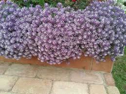 Image result for foto Vějířovka