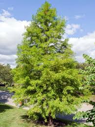 Image result for Taxodium