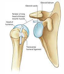 The glenohumearal joint has a greater range of motion than any other joint in the body. Easy Notes On Shoulder Glenohumeral Joint Learn In Just 3 Mins Earth S Lab