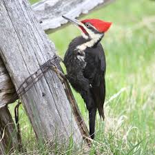 Birds With Red Heads Pin On West Virginia Wildlife And Animals