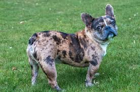 With their breeder, waiting for you! Rfyutxuy Dq7qm