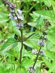 Image result for Mentha aquatica