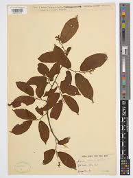 Image result for Grewia mollis