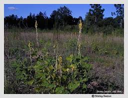 Image result for Crotalaria pallida