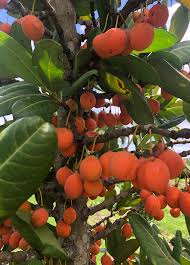 Image result for Garcinia livingstonei