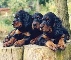 There are 2 black boys and 2 black and white boys. Pin By Angela Brown Hopkins On Critters Setter Puppies Gordon Setter Dogs And Puppies