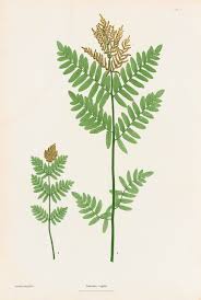 Image result for Osmunda regalis