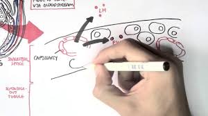 Male Reproductive System Hormonal Function And Regulation Sperm Synthesis And Maturation