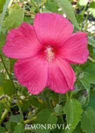 Crimson Wonder Rose Mallow Or Hardy Tropical Hibiscus Usda Hardiness Zone 4 10 Large 8 To 9 Gently Ruffled Blosso Hardy Hibiscus Hibiscus Trees To Plant