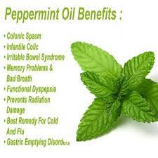 Peppermint (mentha × piperita, also known as mentha balsamea wild) is a hybrid mint, a cross between watermint and spearmint. Organic Peppermint