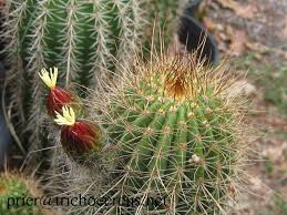 They usually bloom from early summer and. Trichocereus Grandiflorus Echinopsis Grandiflora