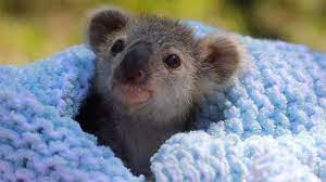 100% natural ingredients, 95% organic certify. Adorable Baby Koala Rescued Youtube
