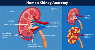The renal capsule is not. Human Kidney Anatomy Diagram Download Free Vectors Clipart Graphics Vector Art