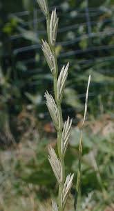 Image result for Lolium