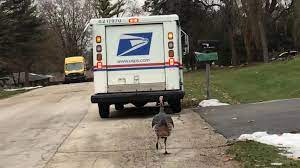 We did not find results for: Mail Carrier Welcomes Turkey On Daily Route Sort Of I Can T Say He S Annoying It S Thanksgiving Abc News