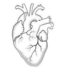 Pin By Hunter Courtney On Projetos Para Experimentar Human Heart Tattoo Anatomical Heart Art Anatomical Heart Drawing