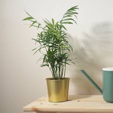 Image result for Ensete gilletii