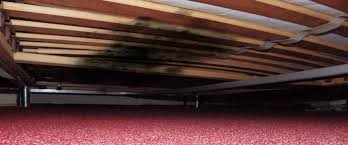 In normaler anzahl sind diese sporen für unseren organismus vollkommen. Schimmel Unterm Oder Am Bett Verursacht Gesundheitliche Probleme Schimmelprotektor