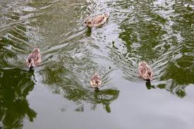 Hunt 15 ducks flying over your base: The Baby Ducks Of Disneyland They Re Popular But Always In Danger Orange County Register