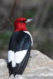 Black And White Bird Red Head Red Headed Woodpecker Black And White Birds White Bird Black And White