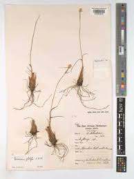 Image result for Cyperus mollipes