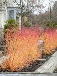 Cornus sanguinea 'midwinter fire' is tolerant of a wide range of soil types. Cornus Sanguinea Midwinter Fire Roter Hartriegel Midwinter Fire