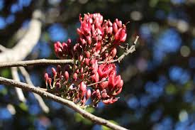 Image result for Schotia brachypetala