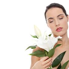 Attractive Lily PNG Transparent Images Free Download