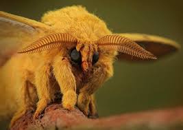 These ten rare animals are fantastic examples of the inherent adaptability that is present in all creatures, even if the end result is something completely unexpected. 15 Of The Most Bizarre And Unique Animals