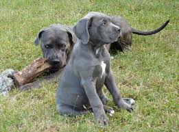 With their breeder, waiting for you! Top 119 Cane Corso Names Of 2020 The Dog People By Rover Com