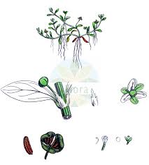 Image result for Elatinaceae