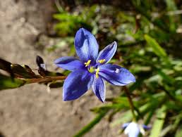 Image result for Aristea